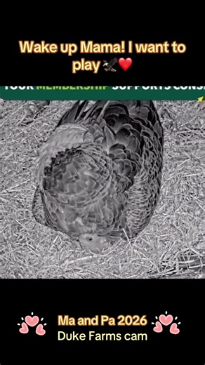 Duke Farms Eagle Cam: Eaglets Play Time