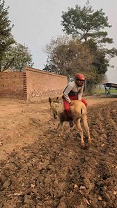 Fast donkey 😱😂 | Bacha Time Reels