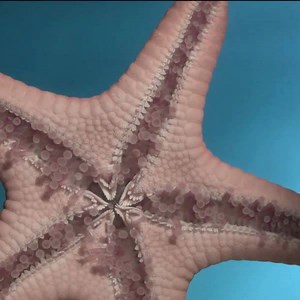 Meet #SpongeBob's real-life best friend Patrick! Starfish, though marine creatures, are not true fish - they do not have gills, scales, or fins like fish do. They can’t propel themselves with their arms, but they use their tiny tube feet to move along the sea bed. Though starfish have no blood, they use filtered sea water to pump nutrients through their nervous systems. They are strong hunters and eat by extending their stomach and mouth over the soft body parts of their prey! #science | Science