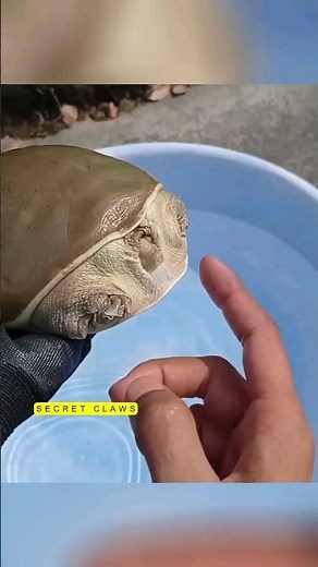 Why do turtle always cry #animals #wildlife #amazingfact