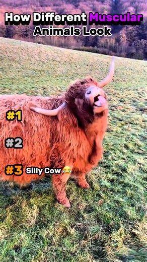 How animals look buff!💪#animalshorts #animals