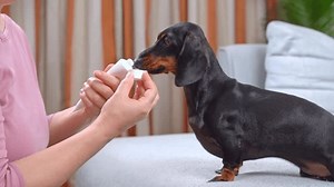 Dog Licks Tube Toothpaste Taste Owner Stok Videosu (%100 Telifsiz) 1107509227 | Shutterstock