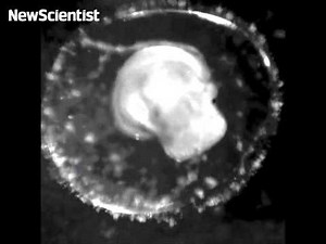 Snail development from embryo to hatching