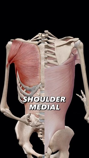 50K views · 665 reactions | Shoulder Medial Rotation: The act of rotating the arm (with the elbow bent) across the body. Agonists (Prime Movers): Pectoralis major, deltoid (anterior head), latissimus dorsi, teres major, subscapularis #medialrotation #shoulderrotation #shoulderstrength #rotatorcuff #shoulderpain #osteopathy #osteopathic #physiotherapy #chiropractor #manualtherapy #anatomy #anatomyeducation | Bradley Blair Osteopath | Facebook