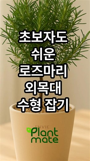 Easy single-stemmed rosemary shaping for beginners #plants #ILovePlants #PlantMate