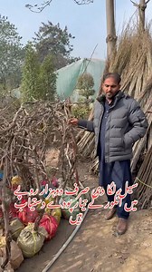 سندر خانی انگور کے پودے دستیاب ہیں قیمت دو ہزار روپے 03004429386 | Pakistan Agriculture Forum