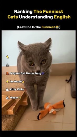 Cats That Speak English?! 😹🗣️ | Funniest Talking Cat Moments Ever