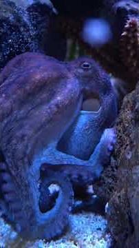 3 Animals That Might Be Smarter Than Us
