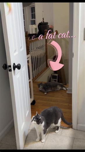 HAPPYCODE: El juguete teaser eléctrico para gatos felices