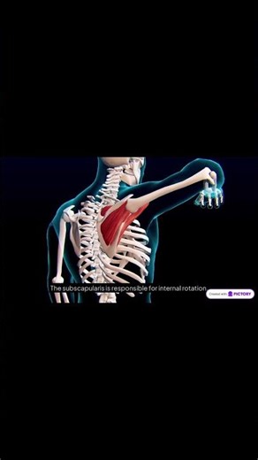 Shoulder Pain? Think Rotator Cuff First ⚠️ #highyield #step1 #medicaleducation