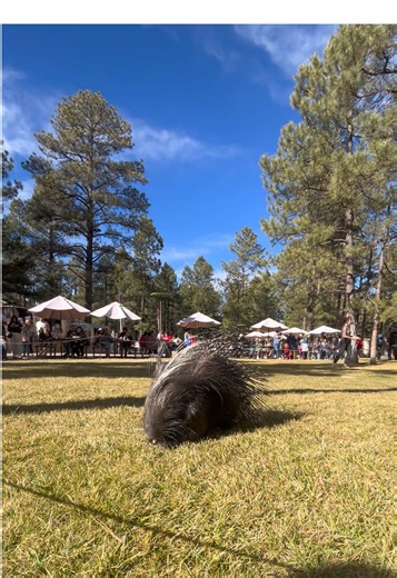 Fun fact: In this video, you get to see our longest-running member of Program Animals, Turbo, AND you get to see our longest-running member of Animal Staff, Kyle! #bearizona #wildlifepark #porcupine #zookeeper