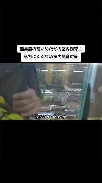 Raising medaka fish indoors is a difficult task! Preventing them from falling out: indoor breedin...