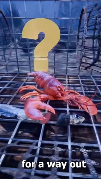 How a Lobster Trap works 😯
