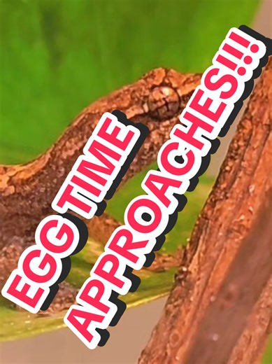 She Thicc!!! Babies inbound! These Mourning Geckos are really awesome pets and their biology is crazy. When humans say they don't need no man, they're in for a rude awakening. These geckos though... they need zero men. There's actually, usually except in very rare occasion which is a genetic fluke, are no males. They are a totally female species and they reproduce parthenogenically! Their babies are genetic copies of the mother, these things are cranking out clones. A syndicate of lesbian geckos