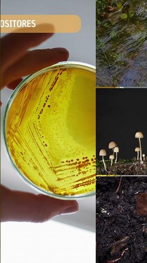 39 - Os Decompositores da Cadeia Alimentar