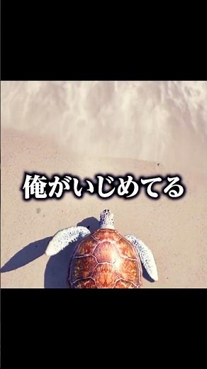 Helping the turtle will earn you a favor.