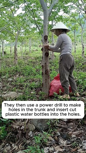 Harvesting and processing of tragacanth gum in Vietnam #backyardgardening #gardeninglife #vegetablegardening #vegetablegarden #gardeningtips | Gardening Hacks
