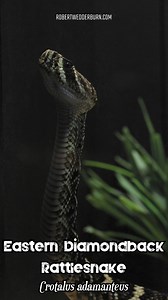 Eastern Diamondback Rattlesnake 🐍😄 #venom #snake #venomous #herpetology #ReptileKeeper | Robert Wedderburn Productions