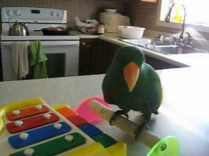 Eclectus Parrot Tricks Tricky Ekkie Toby