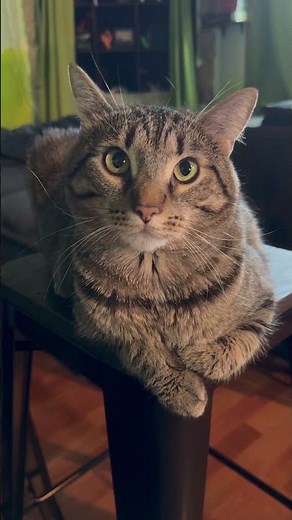 You’ve got this Life Advice from Talking House Cats