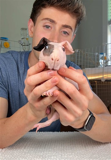 The way Ollie raises so many eyebrows 🤨 Well let’s answer some questions about him to clear things up! #thepigroom #guineapigs