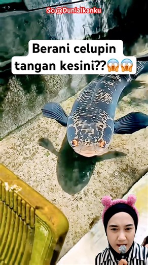 THERE'S A BIG CHANA FISH⁉️@DuniaIkanku #shorts #funny #trendingshorts