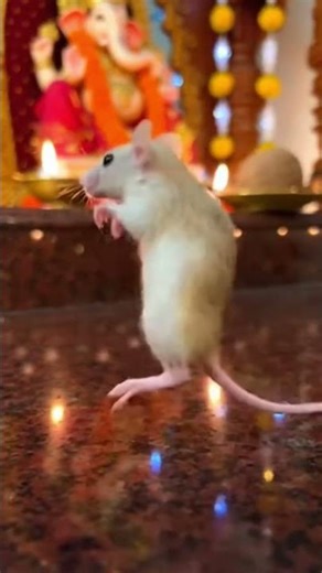 #funny rat dancing 🎵🎵🎵#funny viral video 🎥📽️🔥#viral short 😁🤣#viral explore 💖😅#viral 🤣😹
