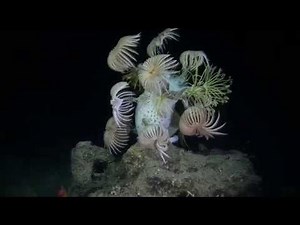 Deep Sea Crinoids at 1200 feet