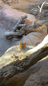 Sunlight dappled gray fox ears and that salt and pepper stripe. ❤️ Gray foxes are agile tree climbers, with rotating wrists and semi-retractable claws allowing them to nimbly jump from limb to branch. This ability, unique among foxes, helps them evade predators (like coyotes), den, and forage. | Arizona-Sonora Desert Museum
