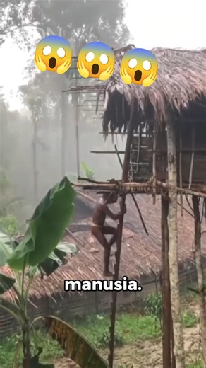 A 40-Meter Treehouse? Turns Out There's a Reason for It 😱