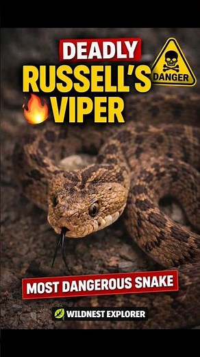 Deadly Russell’s Viper 🐍 | One of the Most Dangerous Snakes in the World | Wildnest Explorer