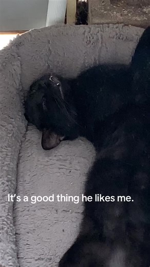 Black cats of Tic Tok. Meet Henry.