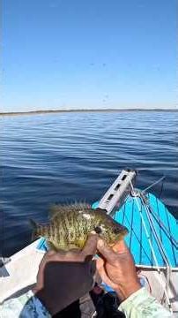 The difference between a bluegill and shellcracker🎣🤟🏾 #fishing#florida#outdoors#fish#fun#panfish