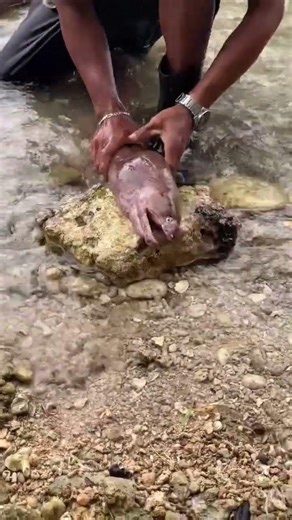 Incredible Rescue: Man Helps Moray Eel Stuck with Eggs!