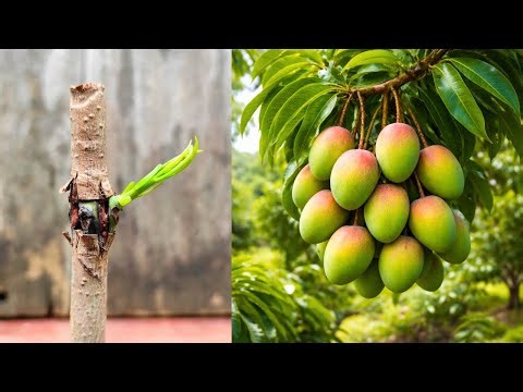 Mango grafting techniques, Bud grafting 