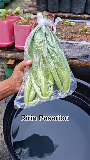 Trik Manual untuk Mengemas Sayuran dengan Vacuum