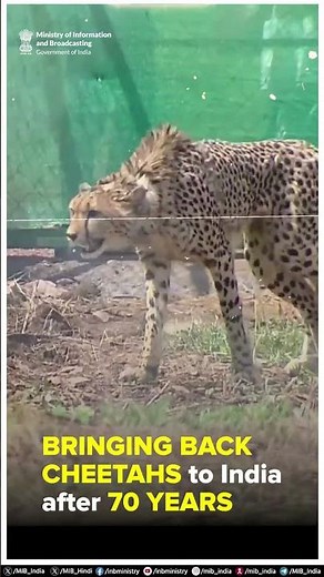 Watch as the female cheetah, Gamini and her cubs embark on their new journey at Kuno National Park.