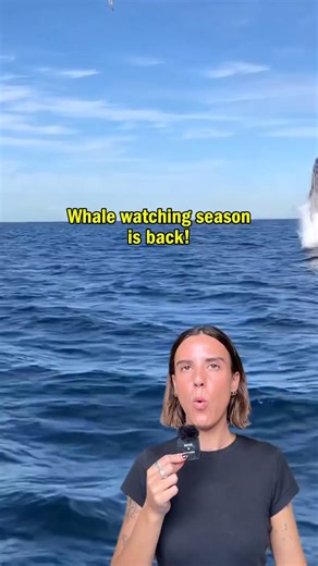 Sydney’s whale-watching season has begun, and we’ve got you covered with a guide on how to spot these gentle giants: https://www.timeout.com/sydney/things-to-do/whale-watching-in-sydney?utm_source=facebook&utm_medium=social&utm_campaign=dhfacebook&utm_content=app.dashsocial.com/timeoutsydney/library/media/535697790 | Time Out Sydney