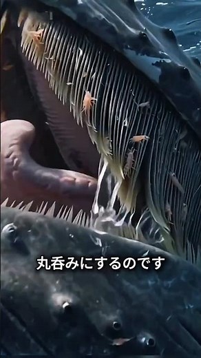 The Unique Anatomy of the Blue Whale