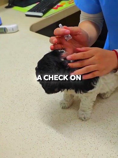 The moment this stray puppy realized she was finally safe #emotional #rescue