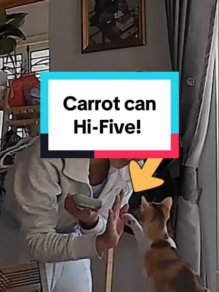 This is the first recorded instance of Carrot the smart Calico kitten playing hi-five with her human mommy. She first learned this trick while watching me do a session with Bowie, the senior maine coon. Bowie actually first learned this trick after turning 12 years old. I'm not actually sure why I didn't try to teach him this much sooner, but it's still great to bond with him this way a few years later. And it was equally adorable to see Carrot immediately pick up on the hi-five as a 2.5-month o