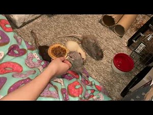 Rats vs Pecan Pie + Raisin Update