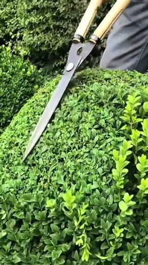 trimming and shaping garden bushes into a round ball using long handle manual hedge shears tools