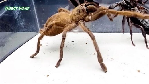 Insect Wars | Tarantula vs. Scorpion… All for a ROACH?! This Got Brutal FAST! 😱🔥 What starts as a simple hunt turns into an all-out brawl. You won’t... | Instagram