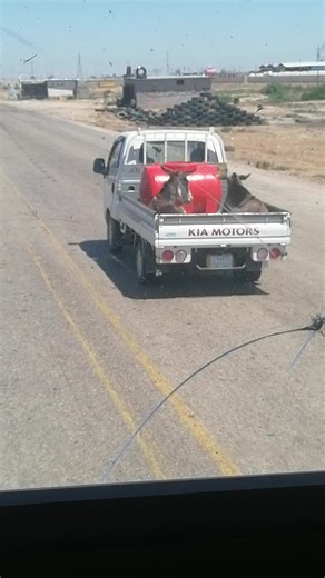 Donkeys Ride in Pickup Truck on Rural Road