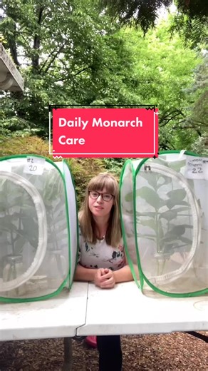 Ultimate Guide to Daily Monarch Care