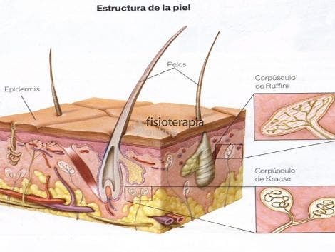 Corpúsculos de Ruffini o receptores del calor