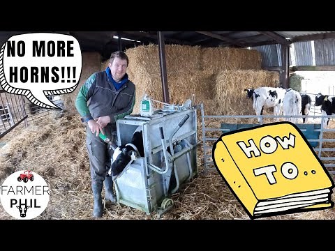 HOW TO DEHORN CALVES | PAIN FREE & STRESS FREE