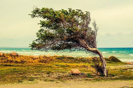 Analysis of The Wind by James Reeves - Poemotopia