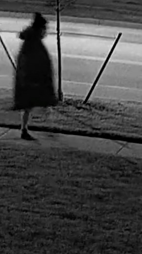 Sleepwalking Dog: A Funny and Unusual Phenomenon